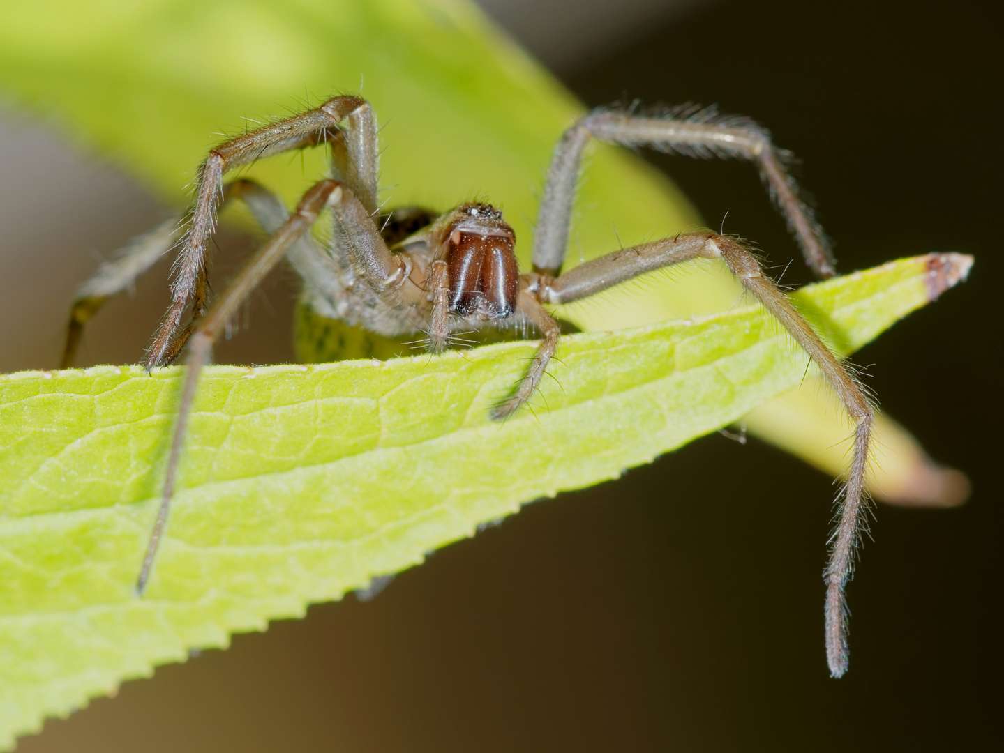 Die Wäsche-Spinne - ein neuer Aspekt