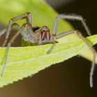 Die Wäsche-Spinne - ein neuer Aspekt