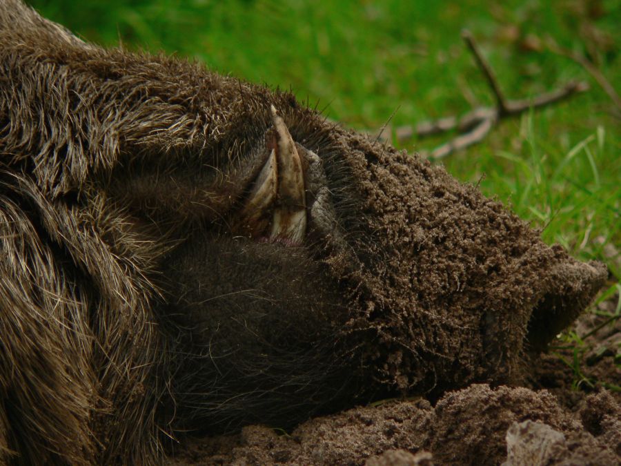 die Waffen des Keilers Foto & Bild tiere, wildlife, säugetiere Bilder auf die Waffen des Keilers Foto & Bild tiere, wildlife, säugetiere Bilder auf