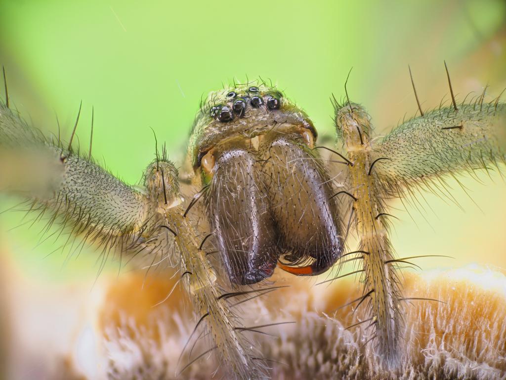 Die Waffen einer Spinne