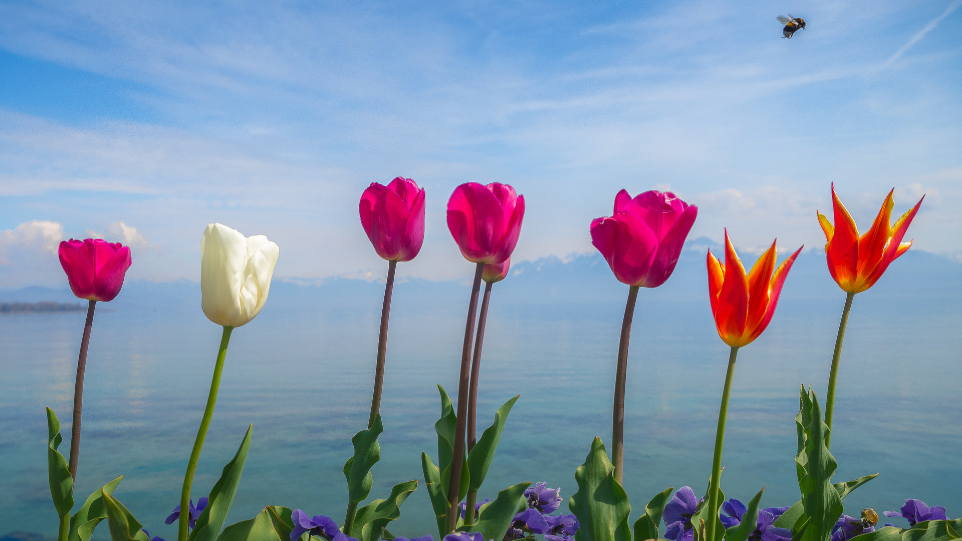 Die Wahl zwischen Tulpen...