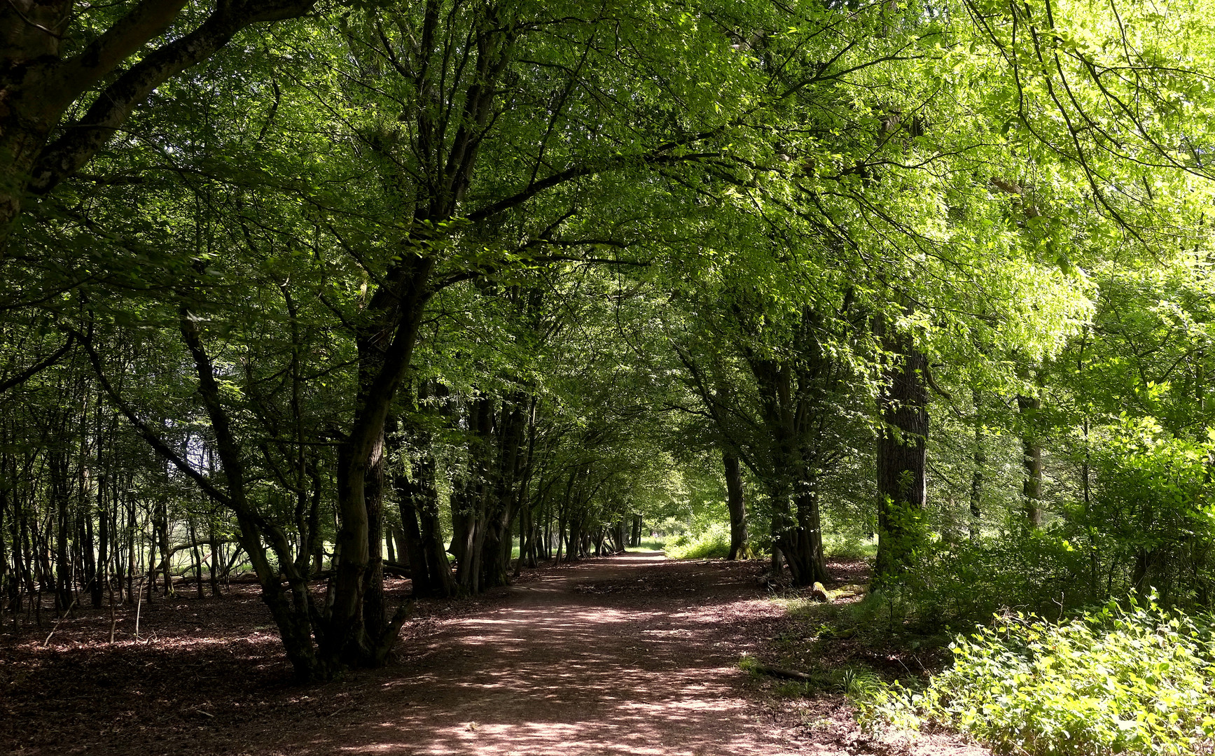 die Wahner Heide