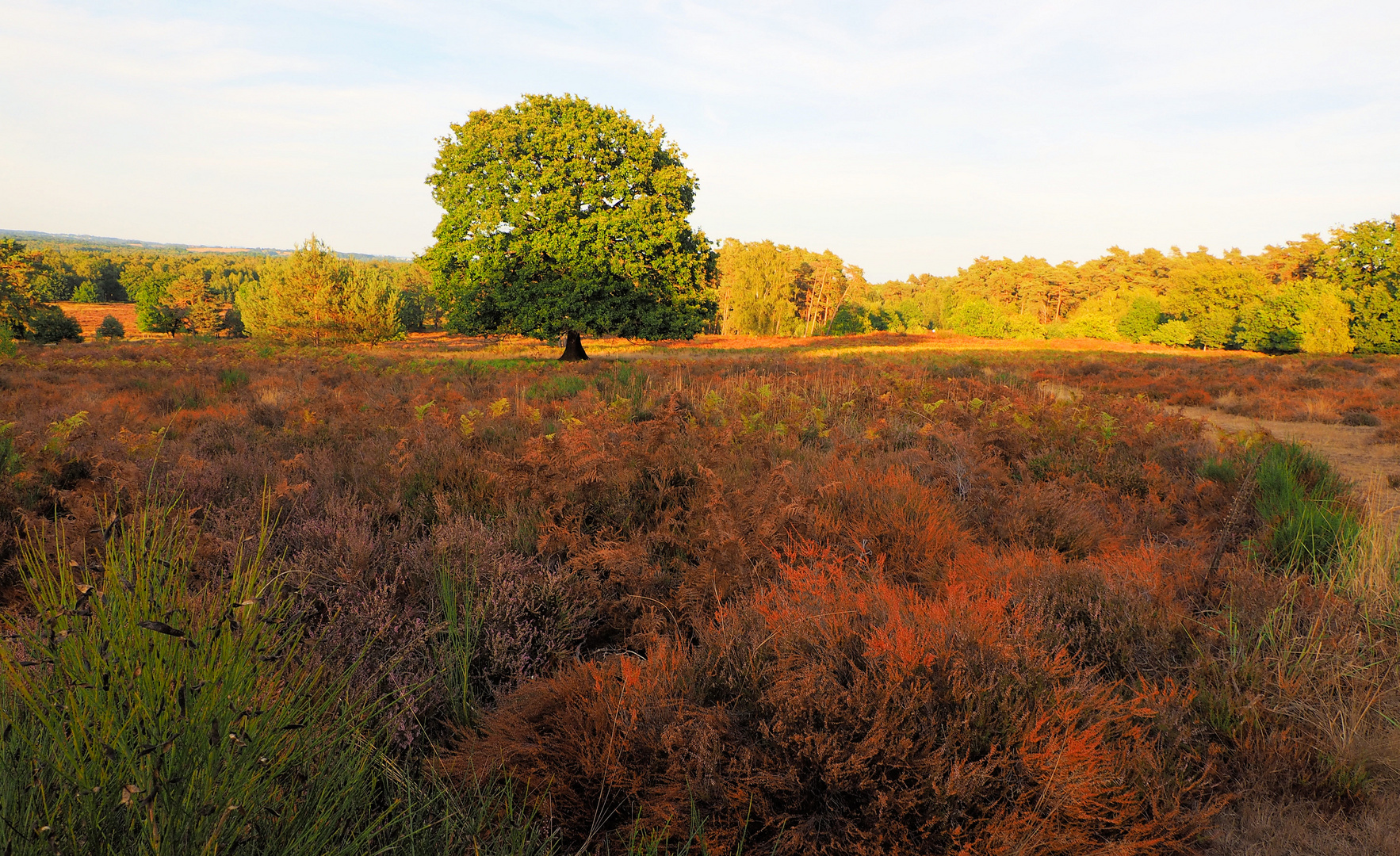 Die Wahner Heide am Abend ,,,