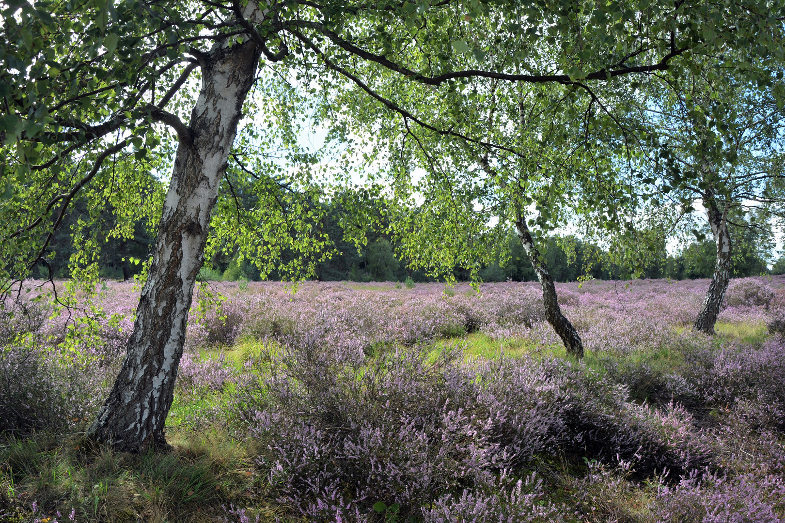 Die Wahner Heide blüht