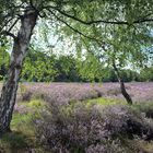 Die Wahner Heide blüht