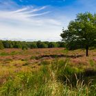 Die Wahner Heide blüht