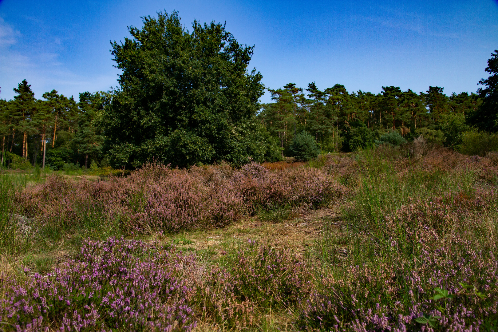 Die Wahner Heide blüht