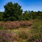 Die Wahner Heide blüht