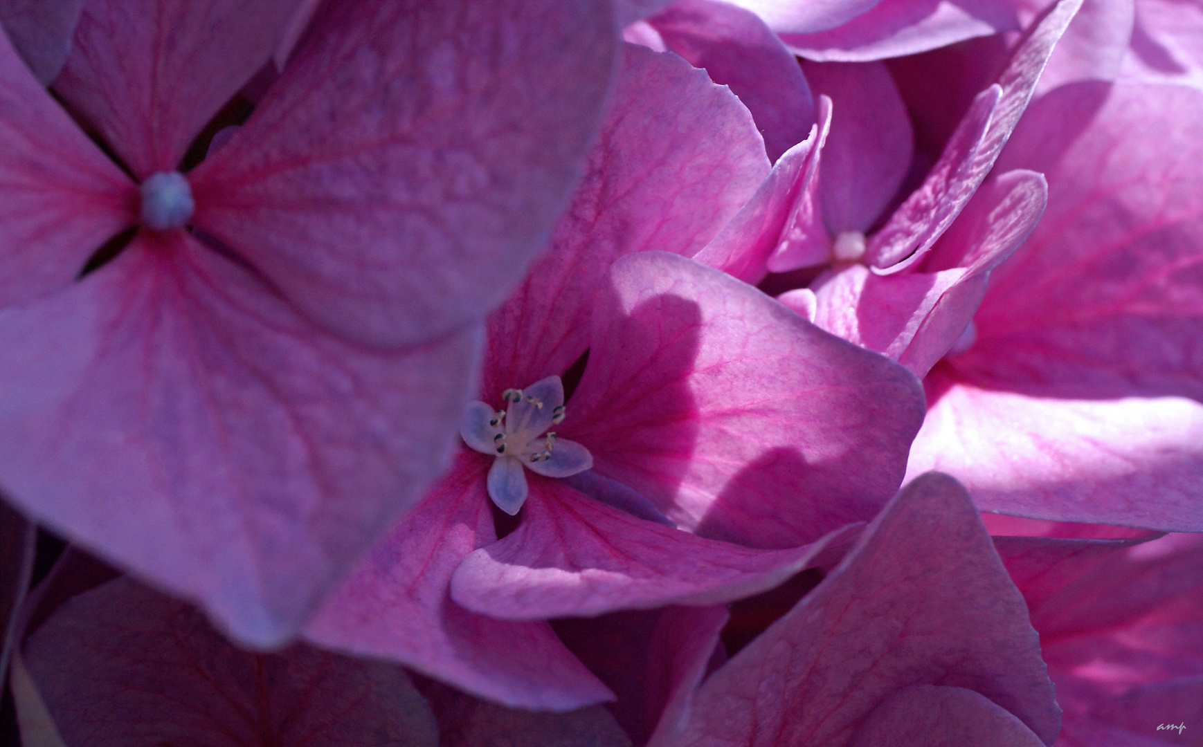 die wahre Blüte