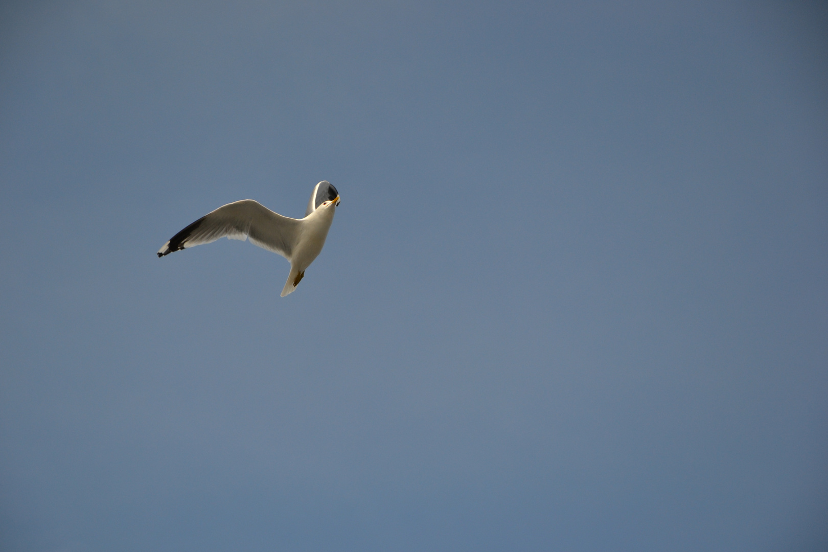 Die wahre Freiheit haben nur die Vögel