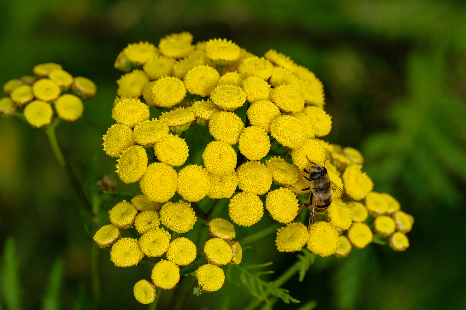 Die wahre Geschichte über die Bienchen und Blümchen...