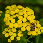 Die wahre Geschichte über die Bienchen und Blümchen...