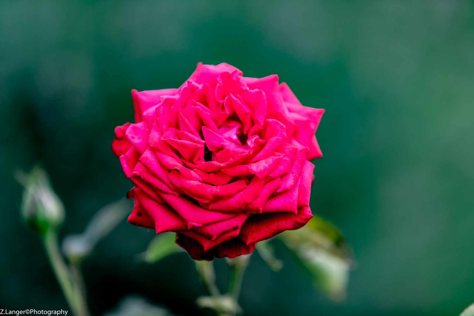 Die wahre Königin im Garten