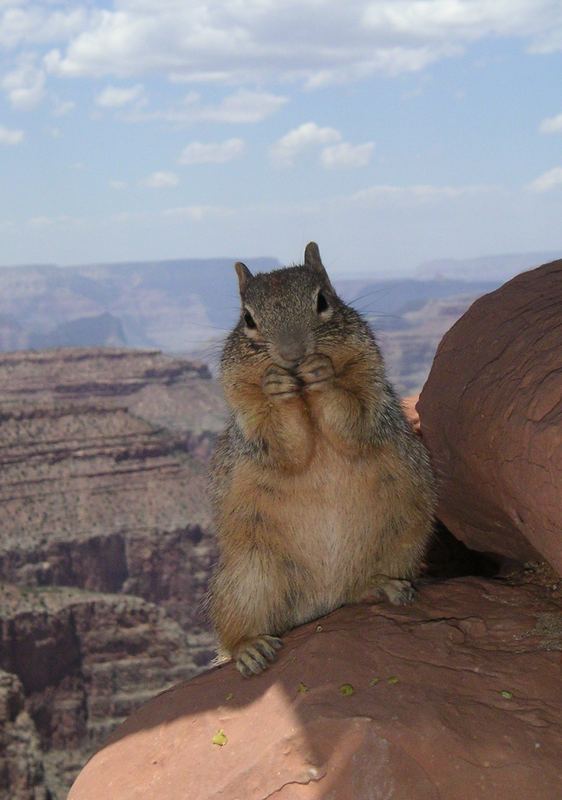 Die wahren Einwohner des Grand Canyon!