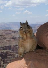 Die wahren Einwohner des Grand Canyon!