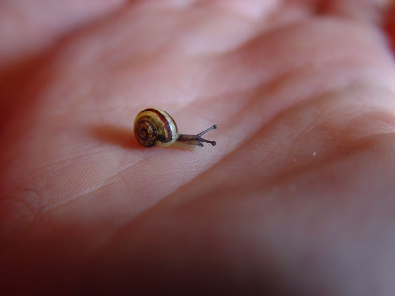 Die Wahrsage-Schnecke...