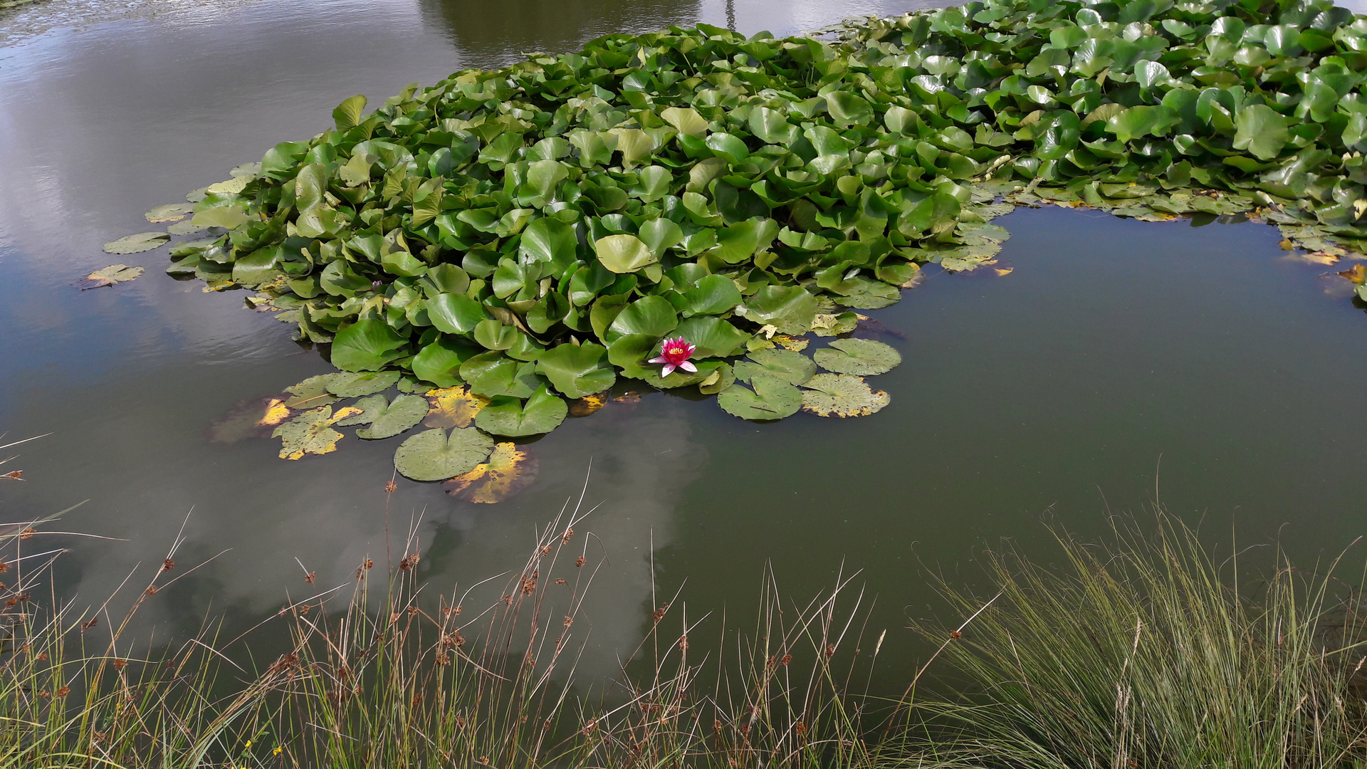 Die wahrscheinlich letzte Seerose in "meinem" Teich 2018