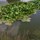 Die wahrscheinlich letzte Seerose in "meinem" Teich 2018