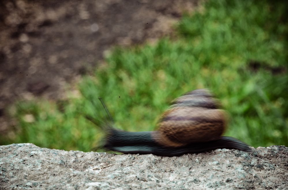 Die wahrscheinlich schnellste Schnecke der Welt :D