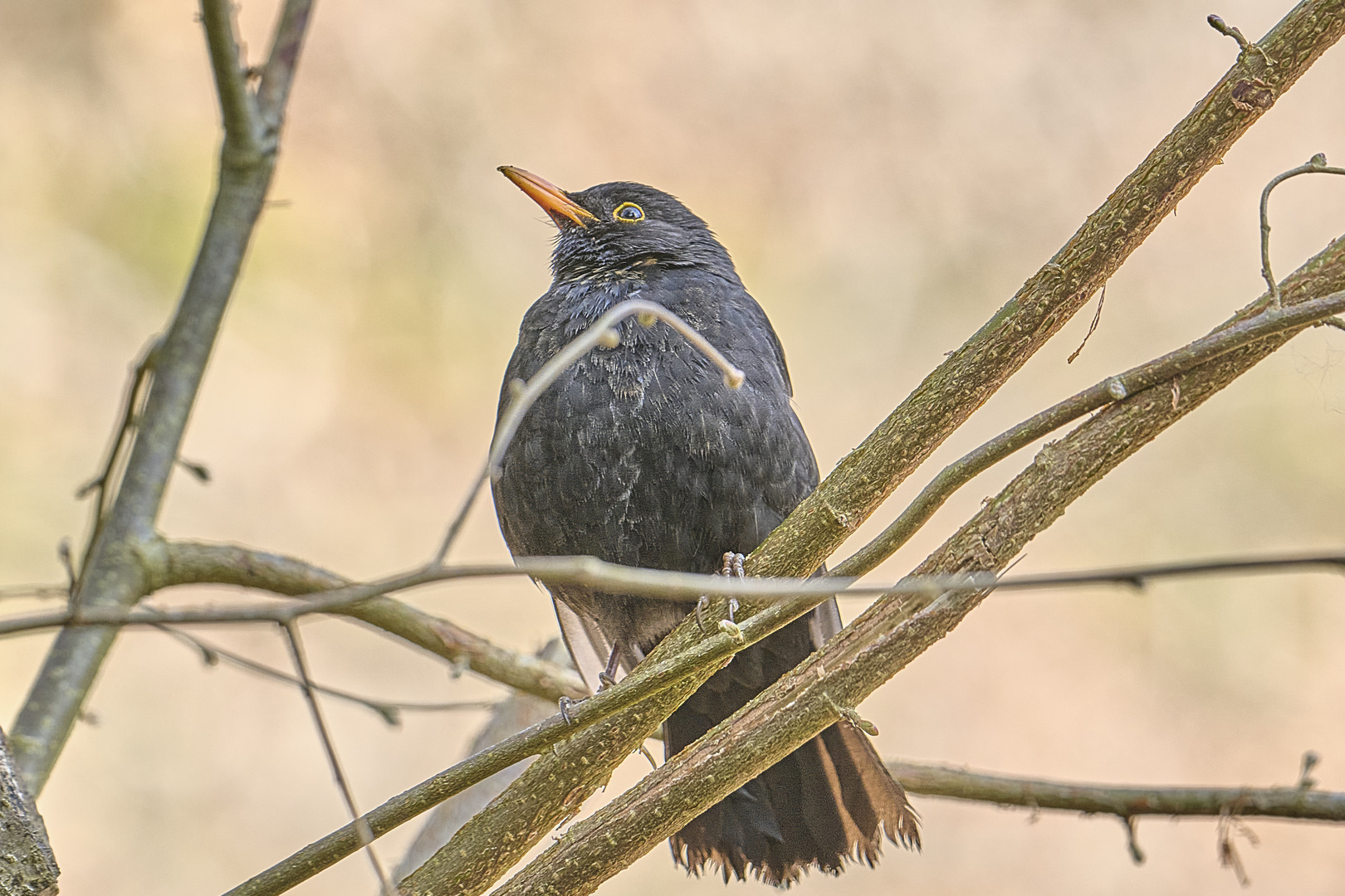 Die Wald Amsel