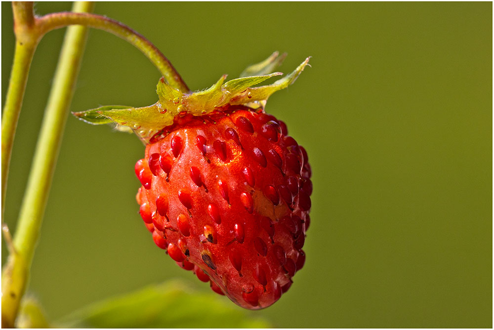 Die Wald-Erdbeere (Fragaria vesca)......