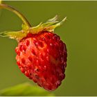 Die Wald-Erdbeere (Fragaria vesca)......