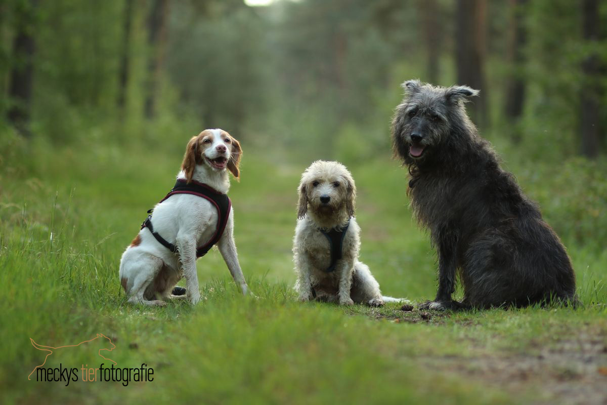 Die Wald-Rocker