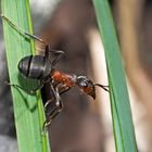 Die Waldameisen geniessen die wärmenden Sonnenstrahlen!  Elle profite de la belle vue!