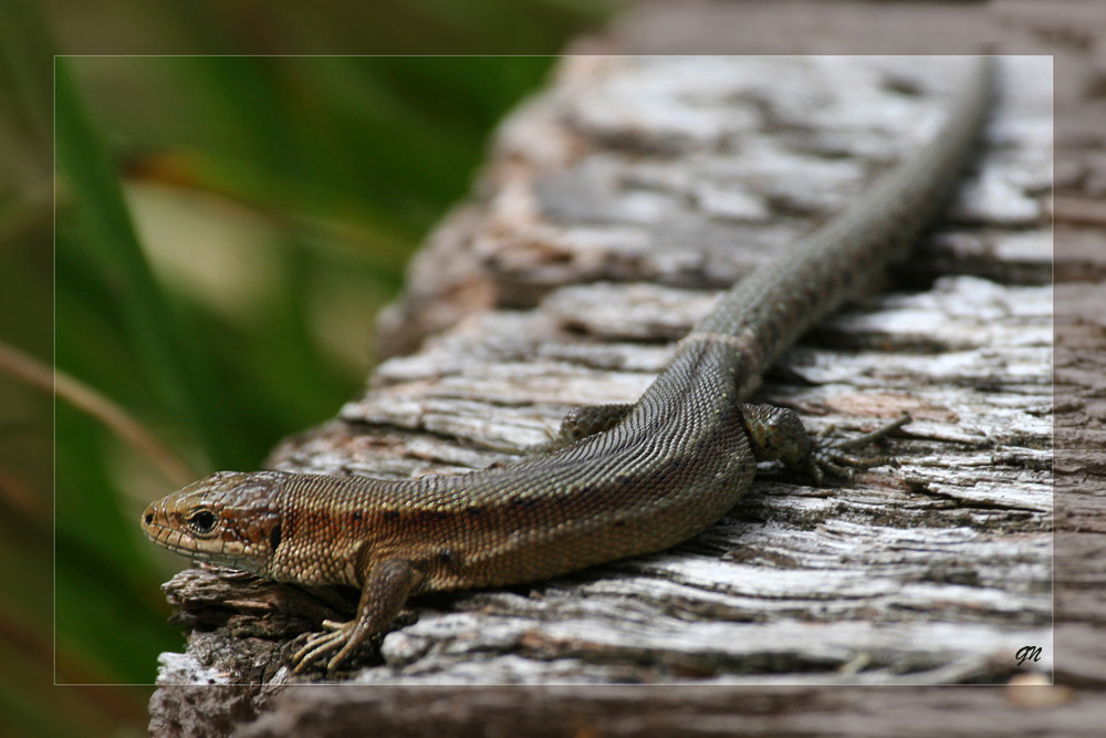 Die Waldeidechse (Zootoca vivipara)