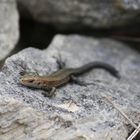 Die Waldeidechse (Zootoca vivipara) aus dem Basler Jura.