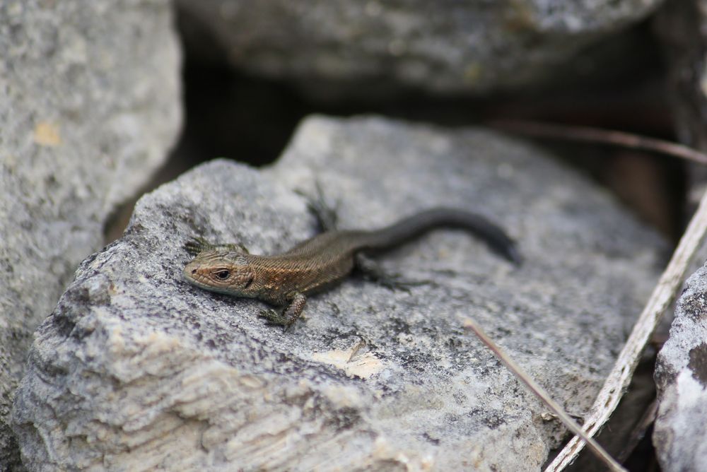 Die Waldeidechse (Zootoca vivipara) aus dem Basler Jura.