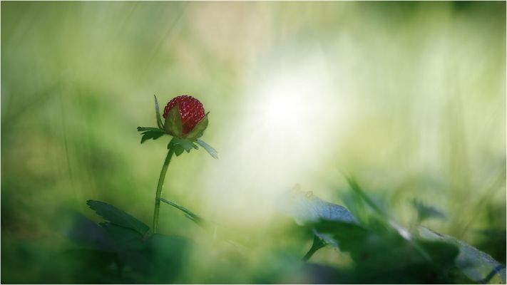 Die Walderdbeere