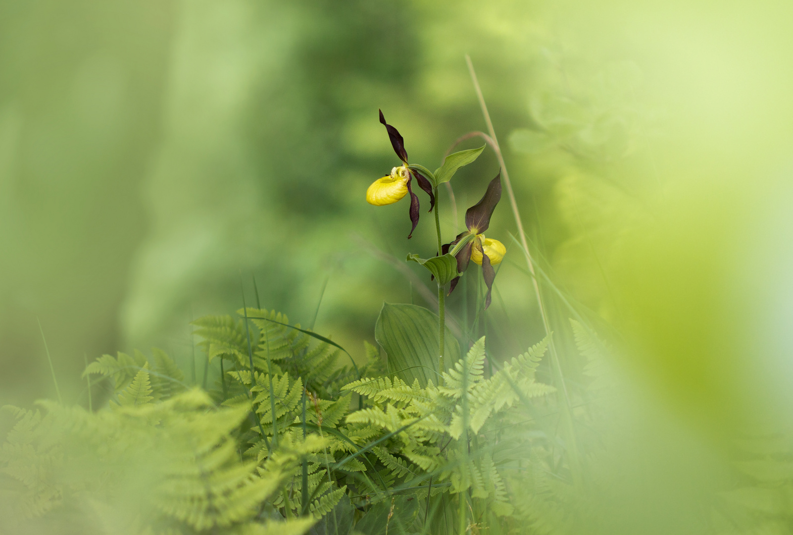 Die Waldfee