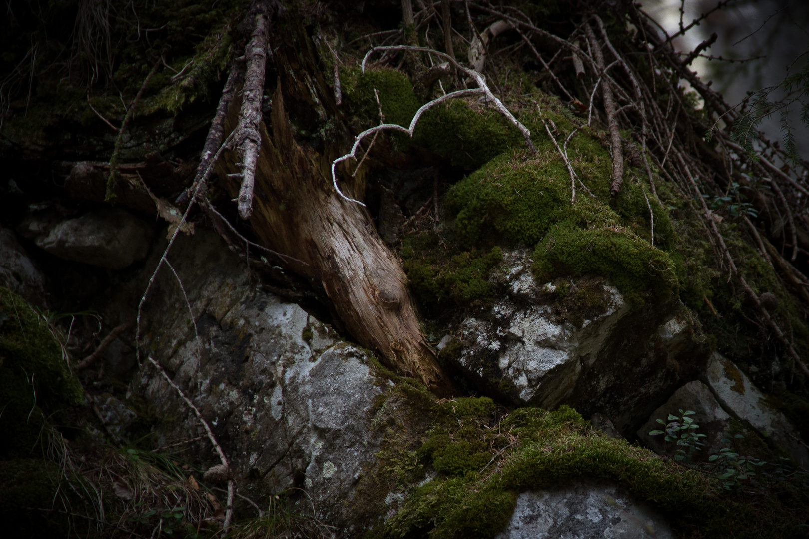 die Waldfee und ihr Pferd