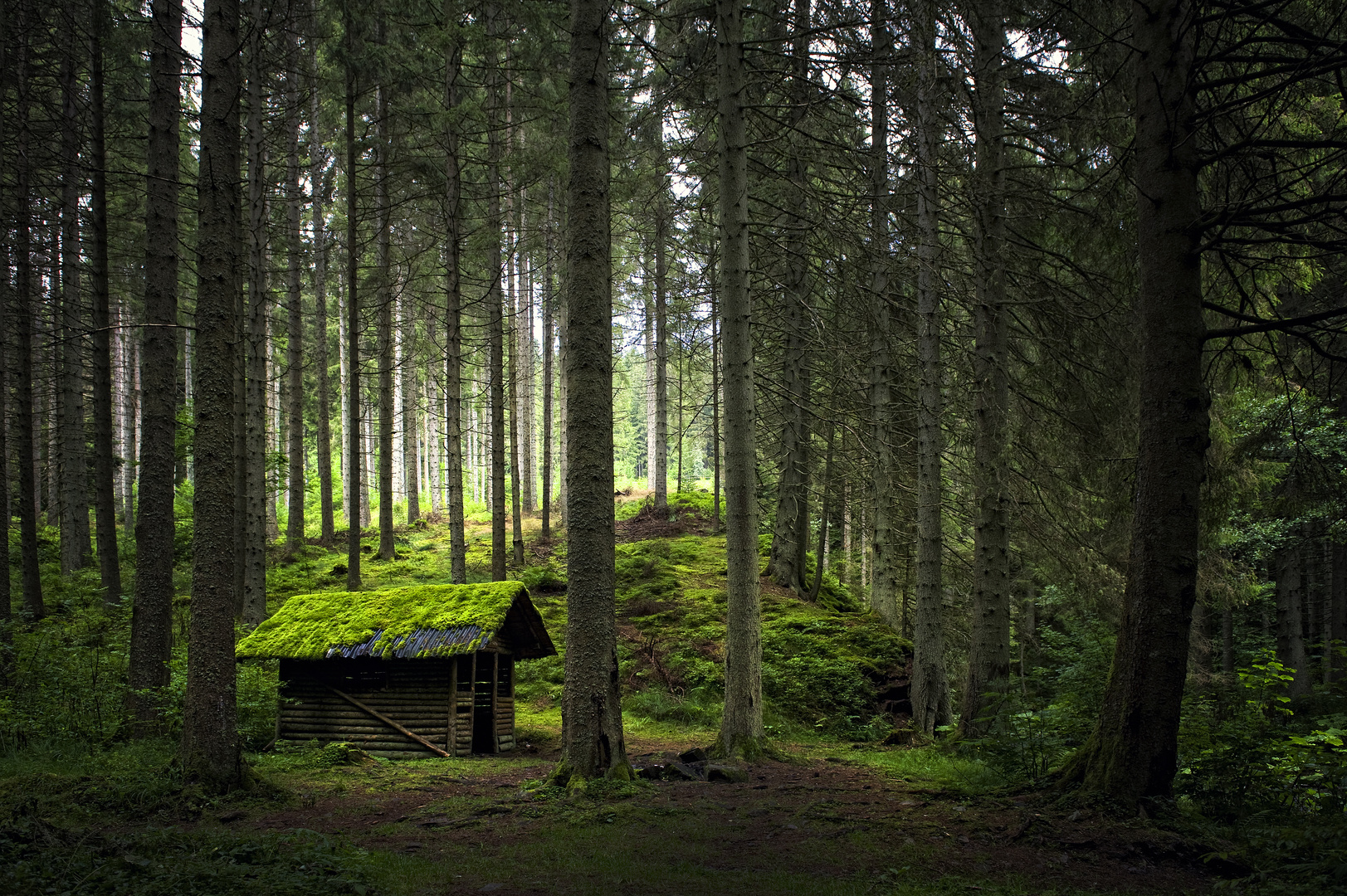 die Waldhütte