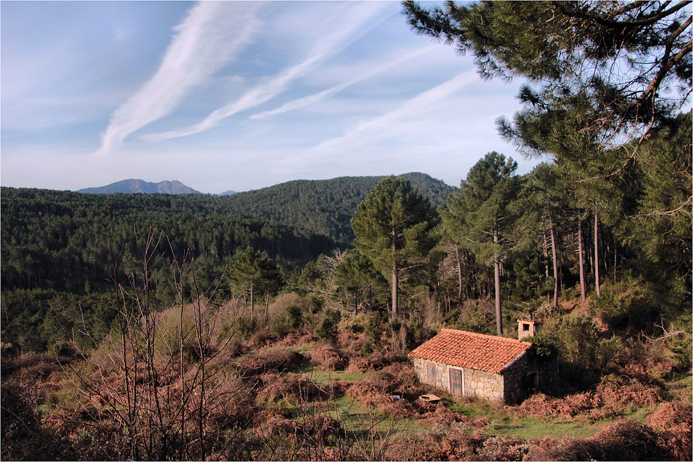 DIE WALDHÜTTE