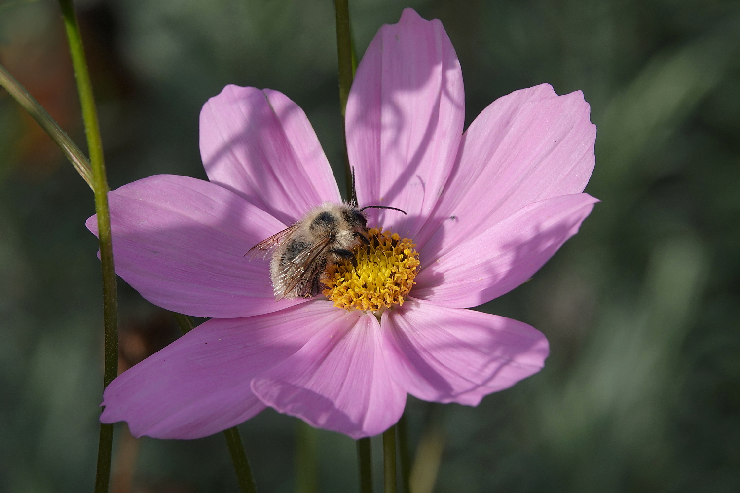 Die Waldhummel