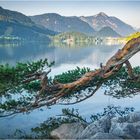 die Waldkiefer am Grundlsee