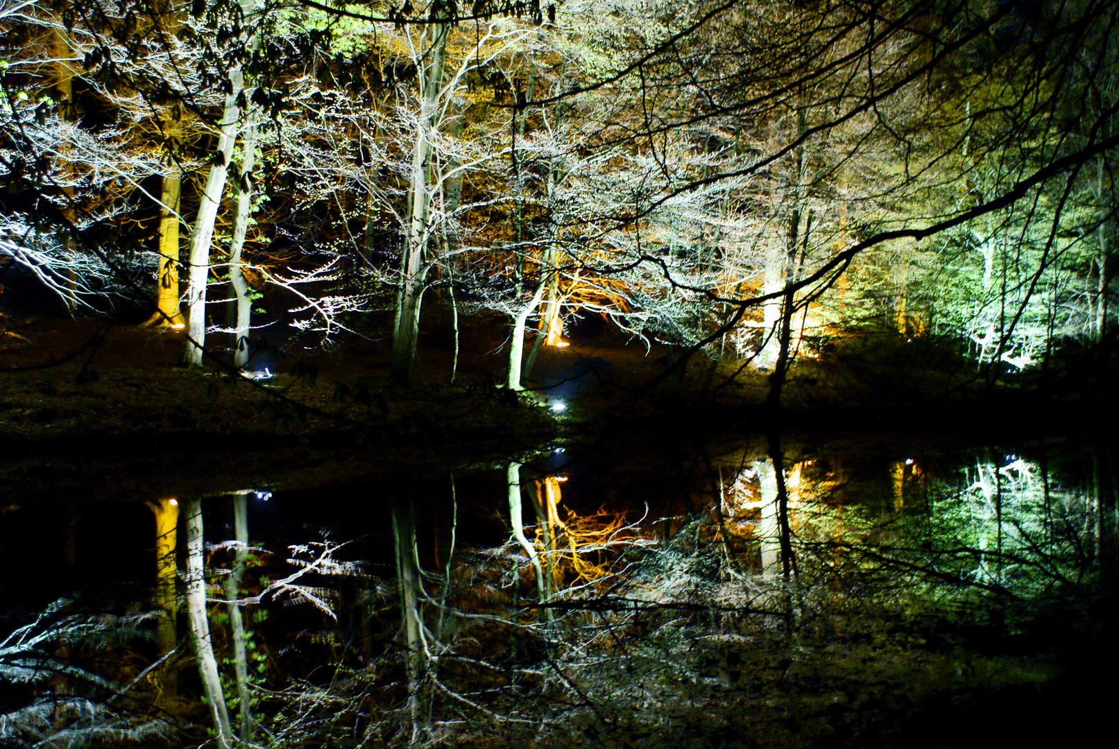 Die Waldlichter im Wildwald Vosswinkel