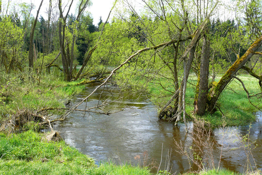 Die Waldnaab bei Tirschenreuth