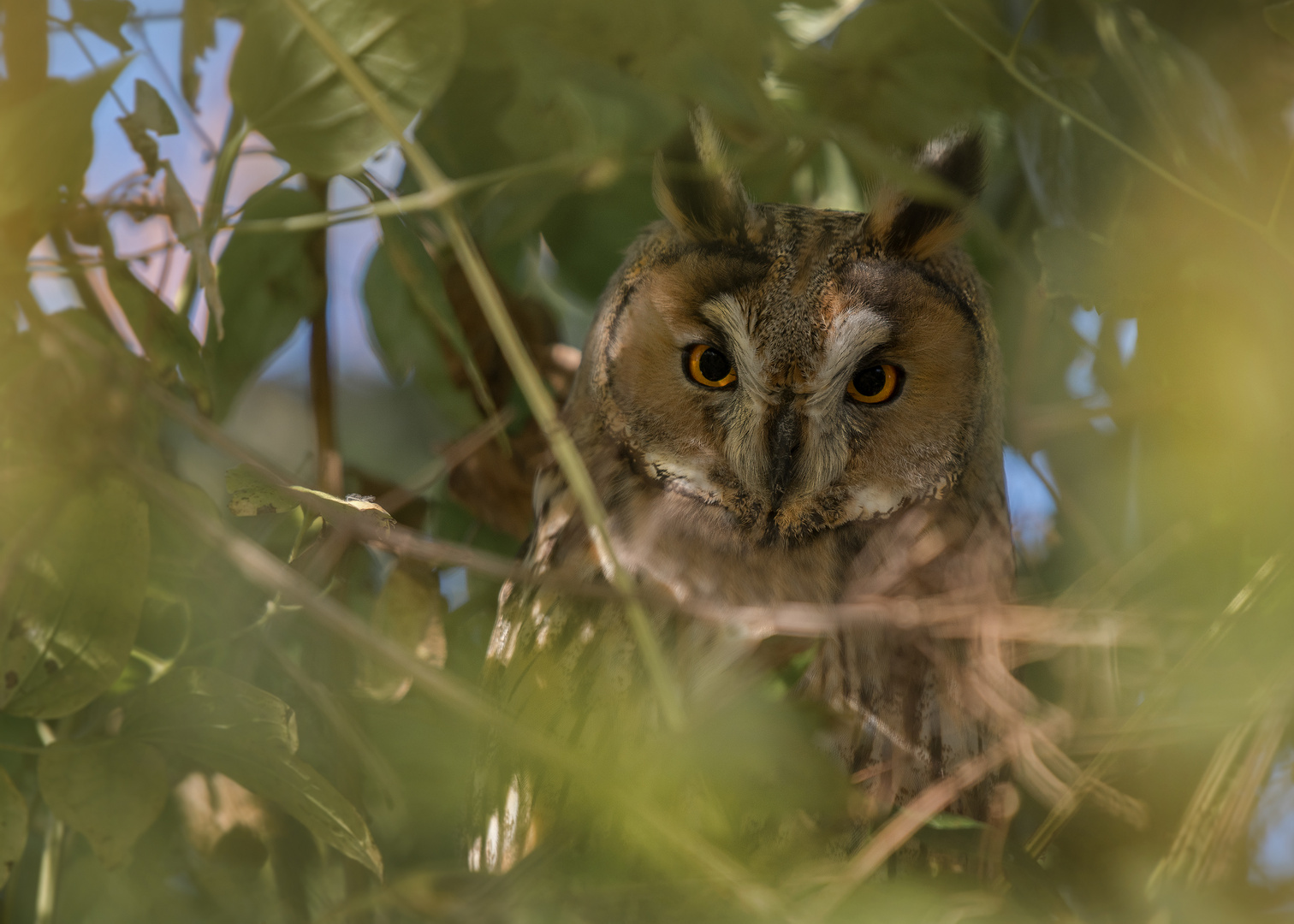 Die Waldohreule (Asio otus)