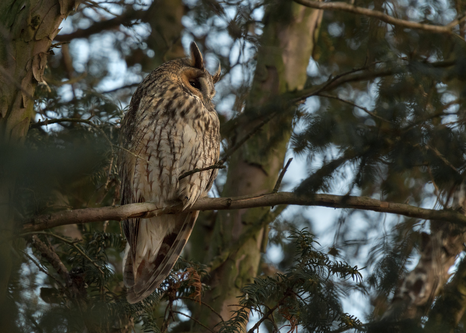 Die Waldohreule (Asio otus)