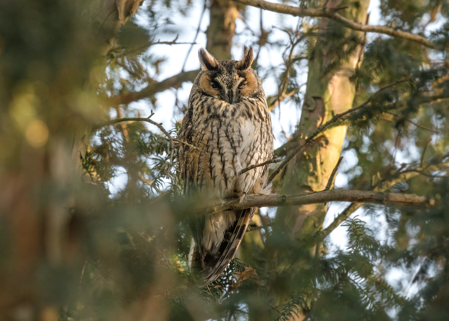 Die Waldohreule (Asio otus)