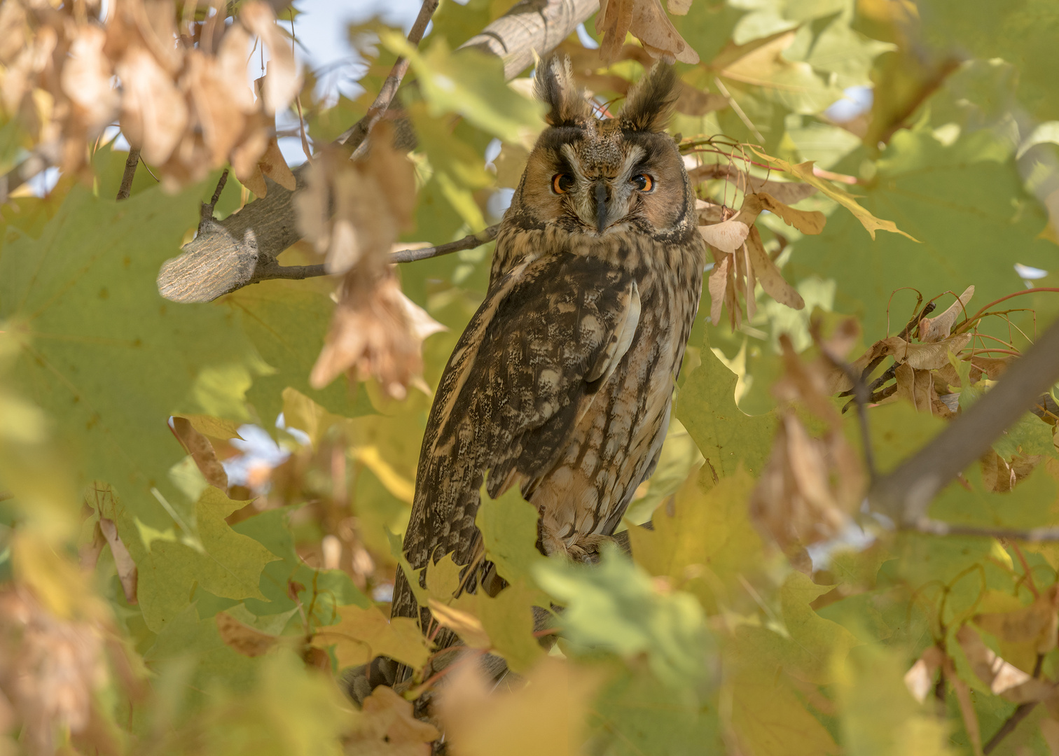 Die Waldohreule (Asio otus)