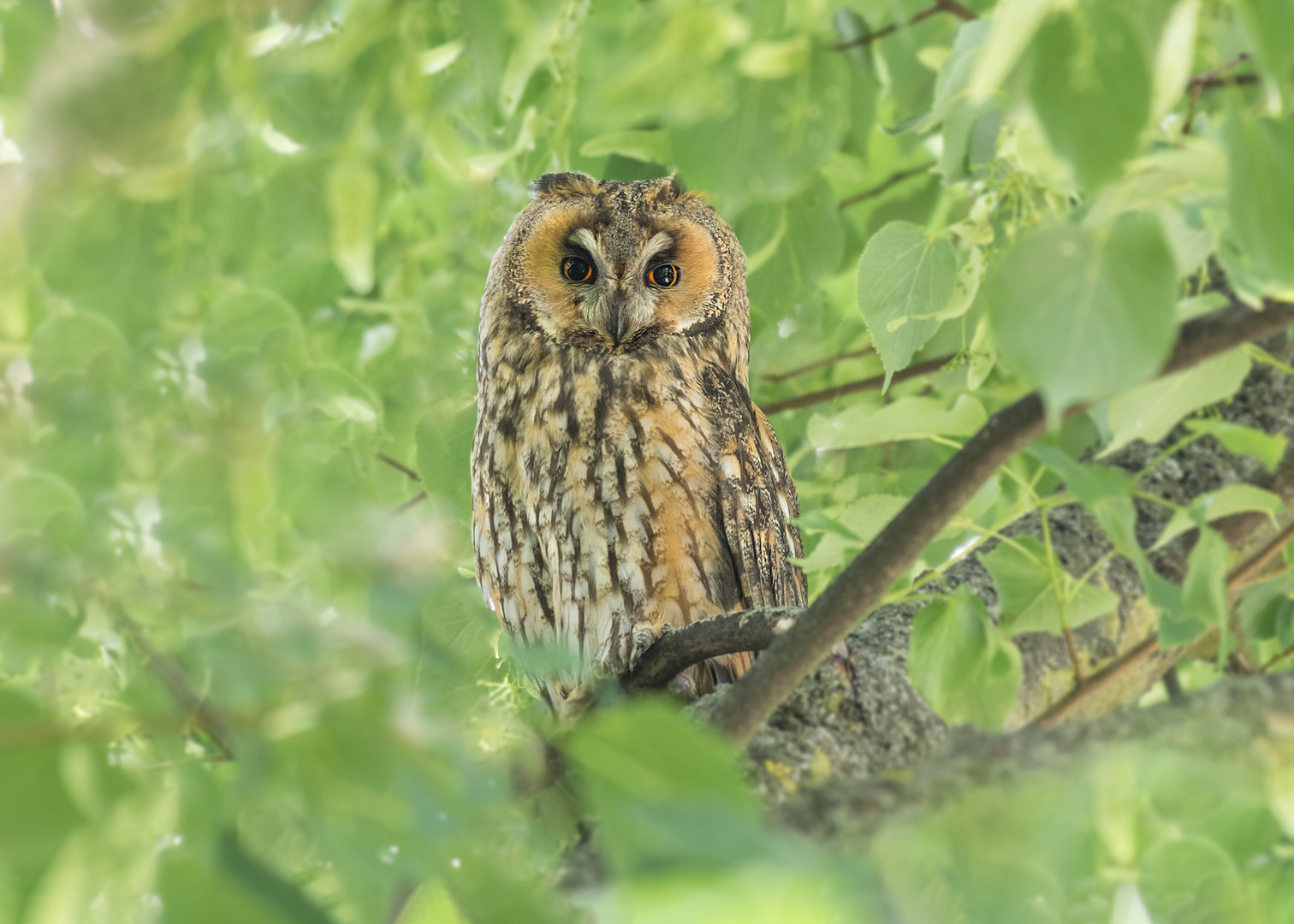 Die Waldohreule (Asio otus) Foto & Bild | tiere, wildlife, wild lebende ...