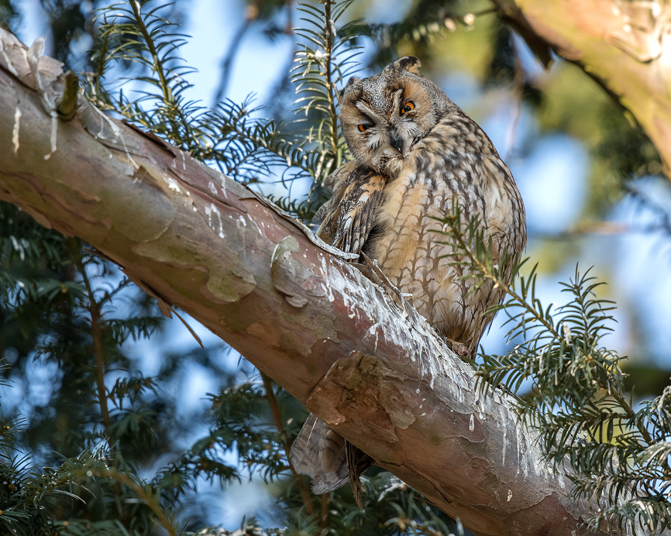 Die Waldohreule (Asio otus)