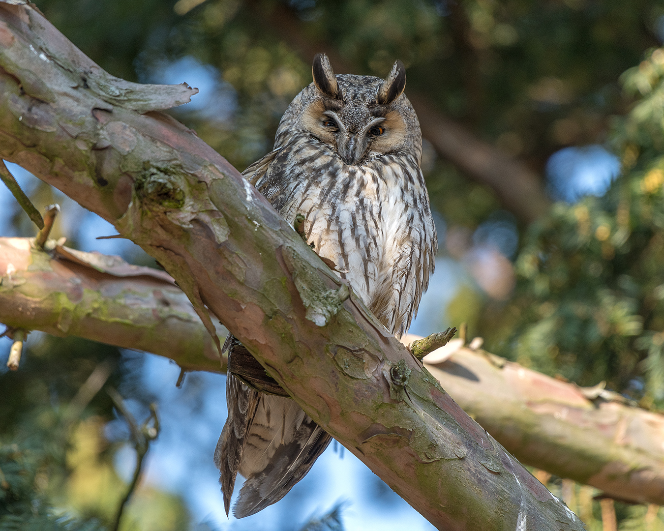 Die Waldohreule (Asio otus)