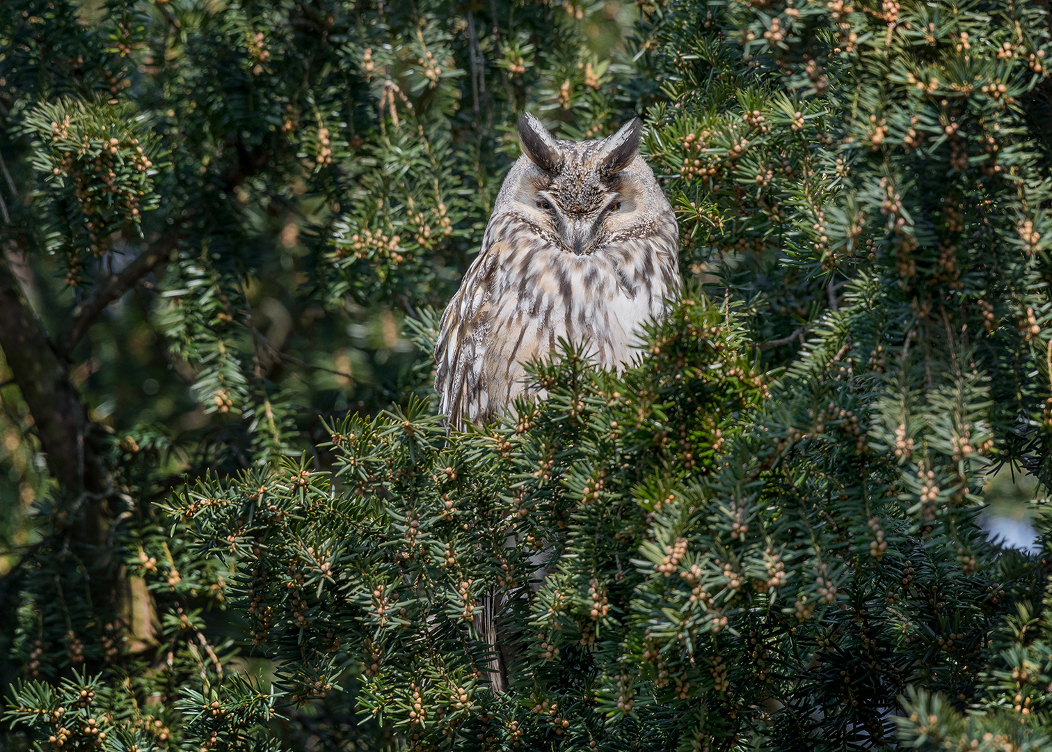 Die Waldohreule (Asio otus)