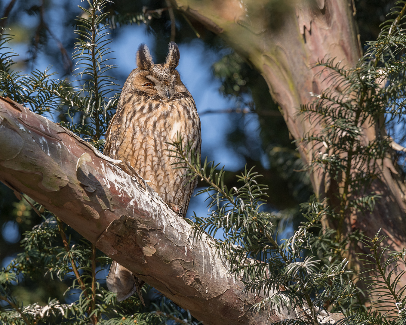 Die Waldohreule (Asio otus)  