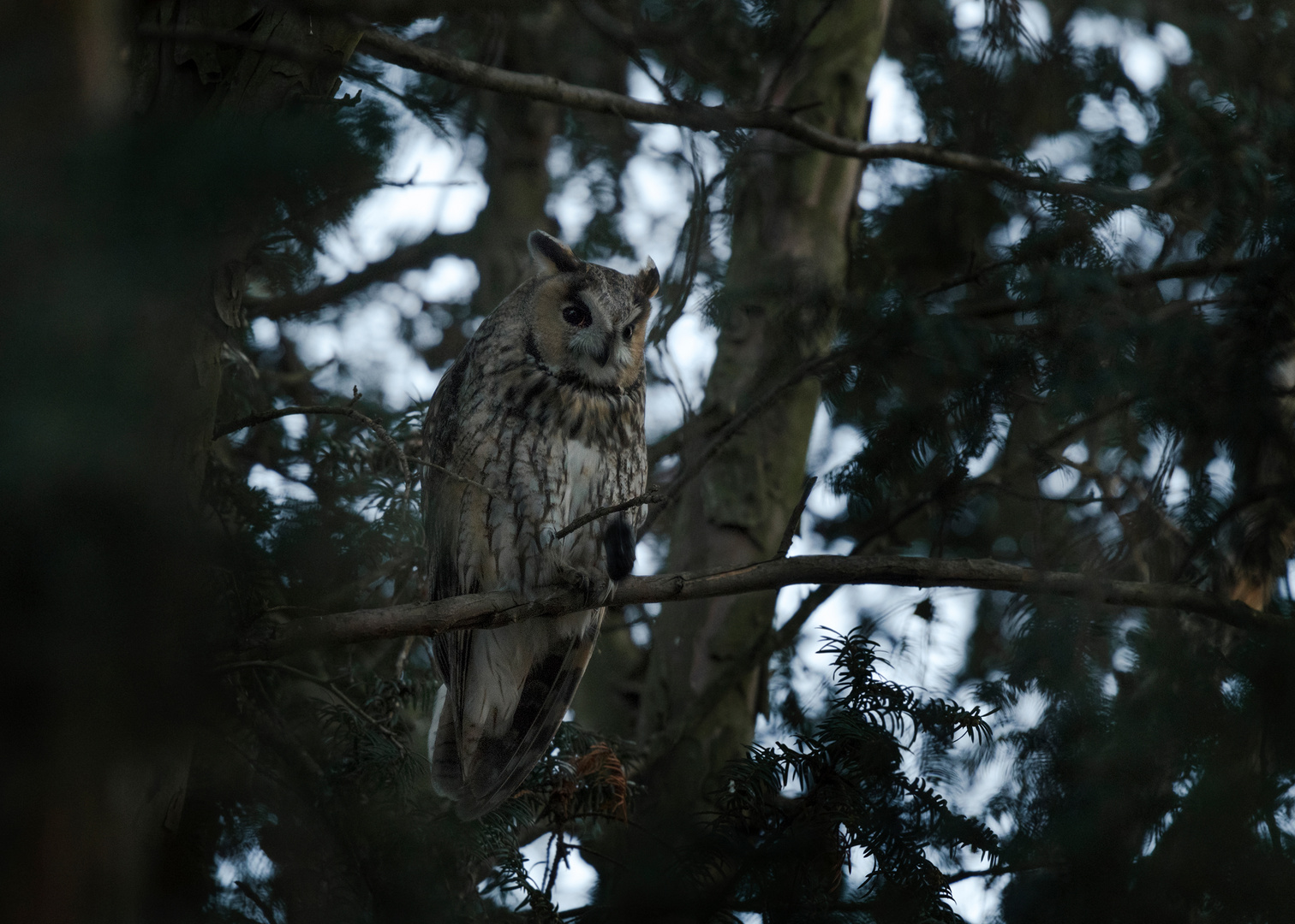 Die Waldohreule (Asio otus)